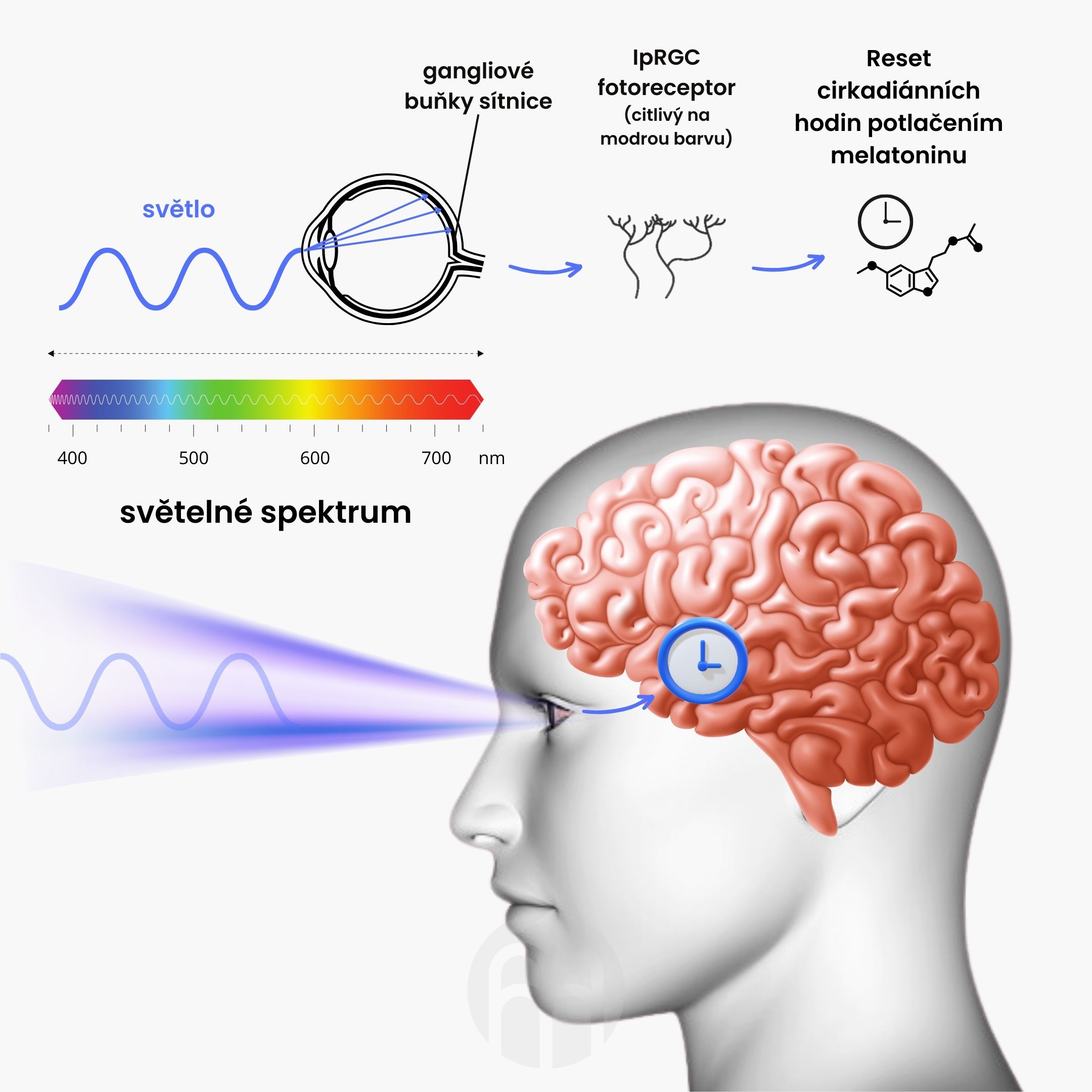 Lumina albastră și ceasul circadian-2